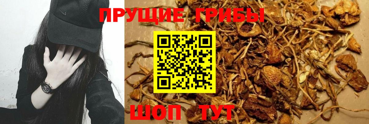 Галлюциногенные грибы Psilocybe Белая Калитва